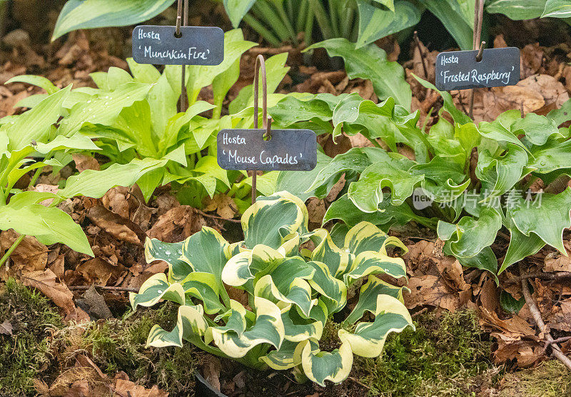 Hosta 'Mouse Capades'在伦敦，英国